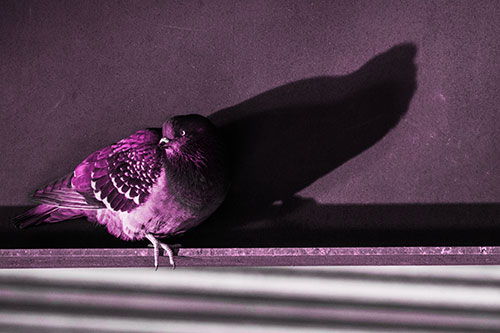 Shadow Casting Pigeon Looking Towards Light (Pink Tone Photo)