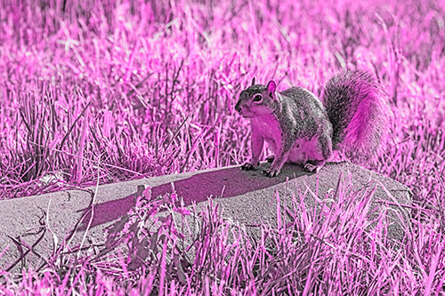Shadow Casting Squirrel Sitting Atop Concrete Drain (Pink Tone)