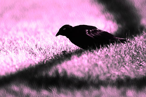 Shadow Standing Grackle Bird Leaning Forward On Grass (Pink Tone Photo)
