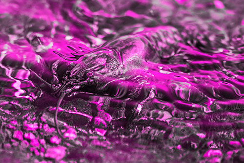 Shallow Submerged Crayfish Keeping Watch Among River (Pink Tone Photo)