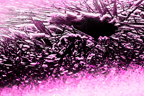 Shattered Ice Crystals Surround Water Hole (Pink Tone Photo)