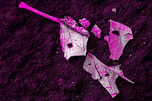Shattered Leaf Face Separating Atop Pavement (Pink Tone)
