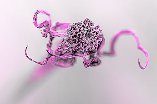 Shriveled Decaying Gumplant Dying Among Cold (Pink Tone Photo)