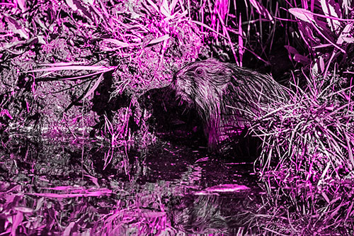 Shy Muskrat Sits Among Shallow Stream (Pink Tone)