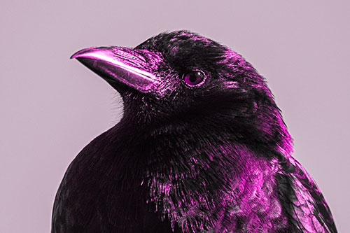 Side Glancing Crow Among Sunlight (Pink Tone Photo)