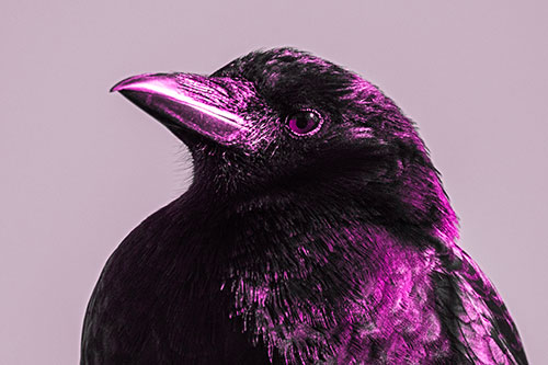 Side Glancing Crow Among Sunlight (Pink Tone)
