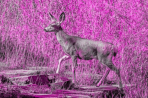 Side Glancing Mule Deer Walking Up Stepping Stones (Pink Tone)