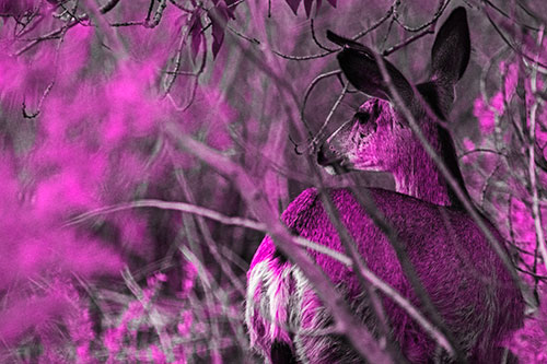 Sideways Glancing White Tailed Deer Beyond Tree Branches (Pink Tone Photo)