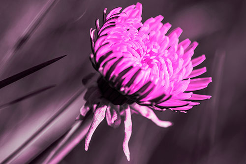Sideways Taraxacum Flower Blooming Towards Light (Pink Tone Photo)