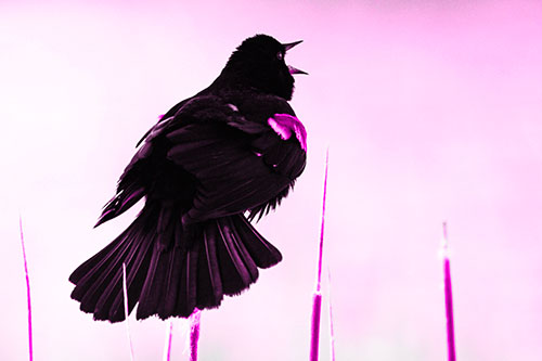 Singing Red Winged Blackbird Atop Cattail Branch (Pink Tone Photo)