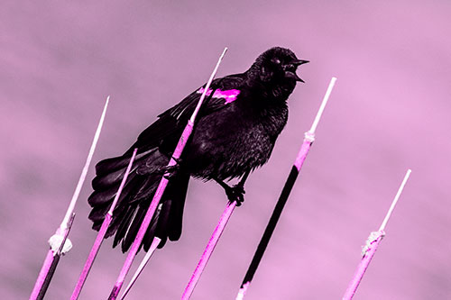 Singing Red Winged Blackbird Gripping Ahold Between Leaning Cattail Branches (Pink Tone)