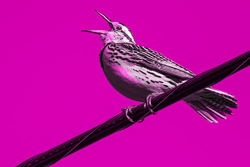 Singing Western Meadowlark Perched Atop Powerline Wire (Pink Tone Photo)