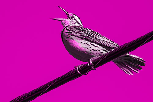 Singing Western Meadowlark Perched Atop Powerline Wire (Pink Tone)