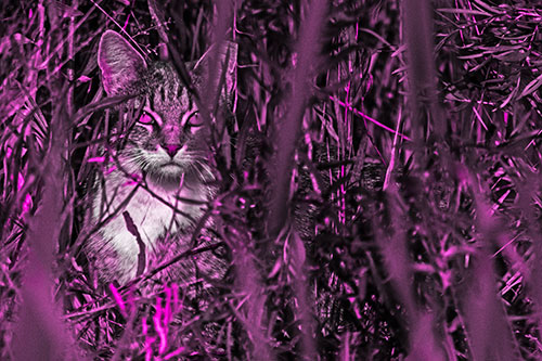 Sitting Cat Gazes Through Reed Grass (Pink Tone)