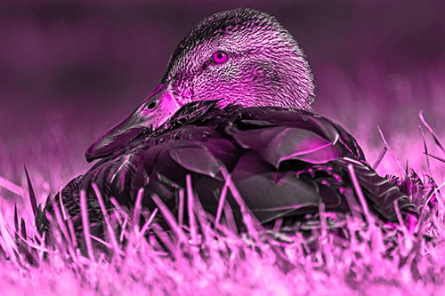 Sitting Mallard Duck Resting Among Grass (Pink Tone Photo)