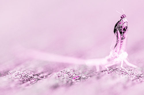 Skin Shedding Mayfly Rises Upwards (Pink Tone)