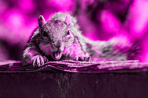 Sleepy Squirrel Yawning Among Rooftop (Pink Tone)