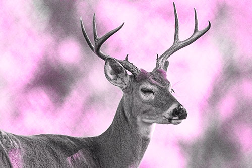 Sleepy White Tailed Deer Dreaming Among Trees (Pink Tone)