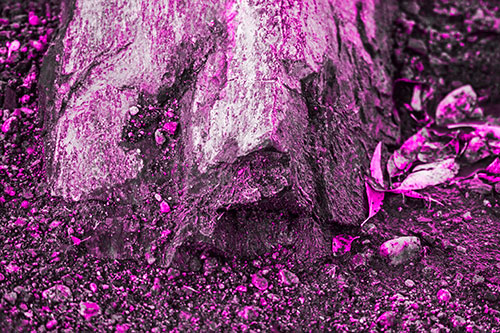 Slime Covered Rock Face Resting Along Shoreline (Pink Tone Photo)