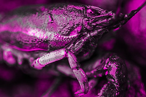 Slimy Wet Bulging Eyed Crayfish (Pink Tone Photo)