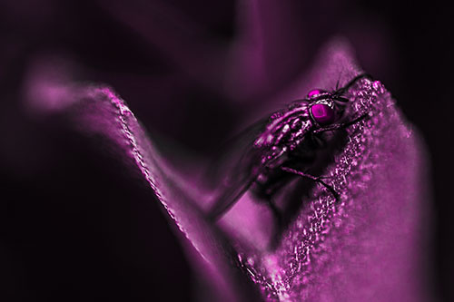 Sloping Cluster Fly Hangs Onto Leaf Petal (Pink Tone)