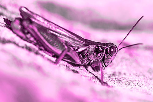 Sloping Grasshopper Enjoying Sunshine Among Tree Stump (Pink Tone Photo)