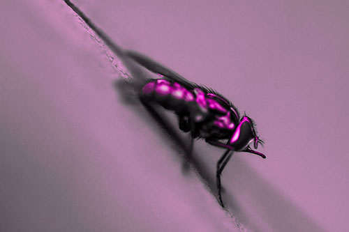 Sloping Perched Cluster Fly Cleaning Itself (Pink Tone)