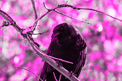 Sloping Perched Crow Glancing Downward Atop Tree Branch (Pink Tone Photo)