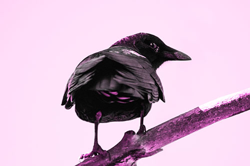 Sly Eyed Crow Glances Backward Among Tree Branch (Pink Tone Photo)