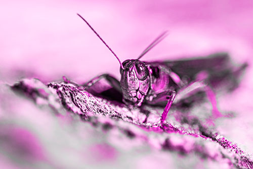 Smiling Grasshopper Grabbing Ahold Tree Stump (Pink Tone Photo)