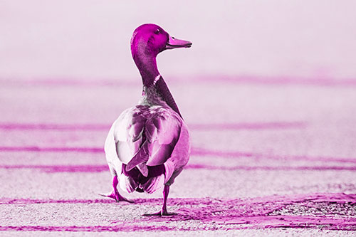 Smiling Mallard Duck Walking Down Sidewalk (Pink Tone Photo)