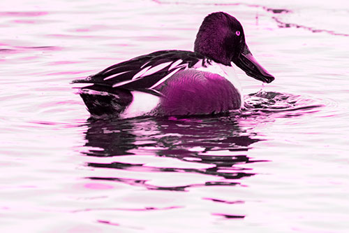 Smiling Northern Shoveler Duck Swimming Calm River Water (Pink Tone Photo)