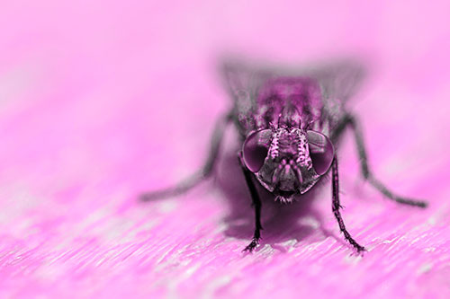 Smirking Open Mouthed Cluster Fly Watching Closely (Pink Tone)