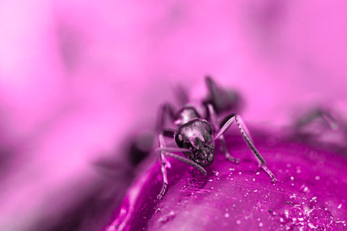 Snarling Carpenter Ant Guarding Sugary Treat (Pink Tone Photo)