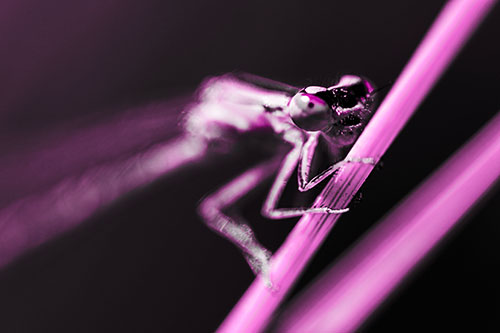 Snarling Damselfly Hangs Onto Grass Blade (Pink Tone)
