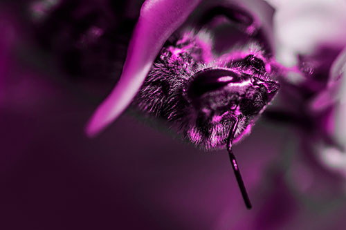 Snarling Honey Bee Clinging Flower Petal (Pink Tone Photo)
