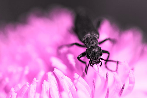 Snarling Oedemera Beetle Eating Dandelion Pollen (Pink Tone)