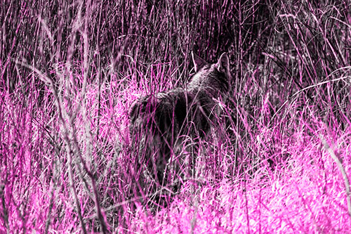 Sneaking Coyote Hunting Through Trees (Pink Tone Photo)