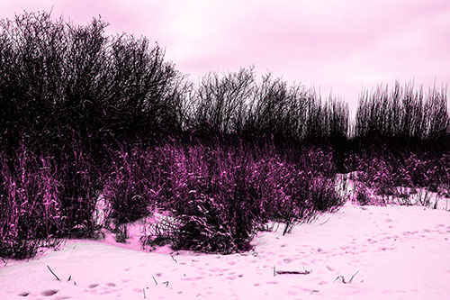 Snow Covered Tall Grass Surrounding Trees (Pink Tone Photo)