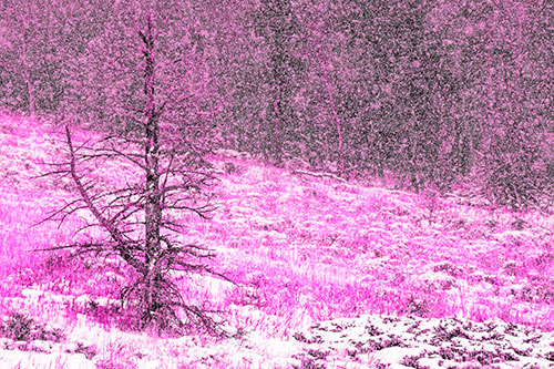 Snow Covers Dead Christmas Tree (Pink Tone Photo)
