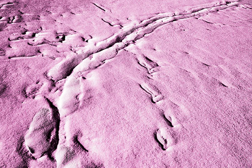 Snow Drifts Cover Footprint Trails (Pink Tone Photo)