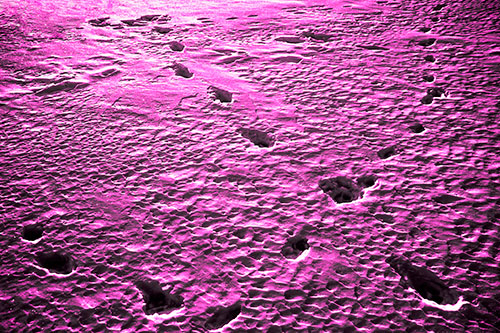 Snow Footprint Trails Crossing Paths (Pink Tone Photo)