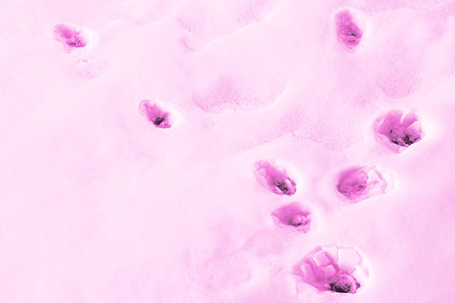 Snowy Animal Footprints Changing Direction (Pink Tone Photo)