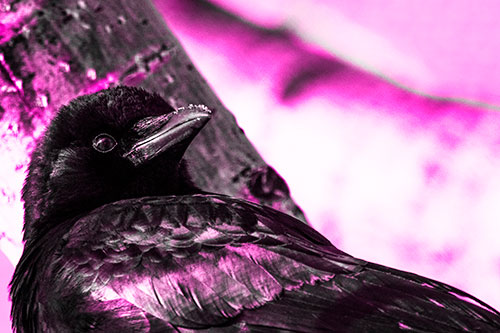 Snowy Beaked Crow Staring Off Into Distance (Pink Tone Photo)