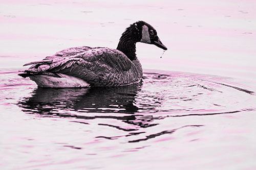 Snowy Canadian Goose Dripping Water Off Beak (Pink Tone Photo)