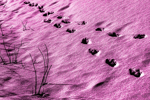 Snowy Footprints Along Dead Branches (Pink Tone Photo)