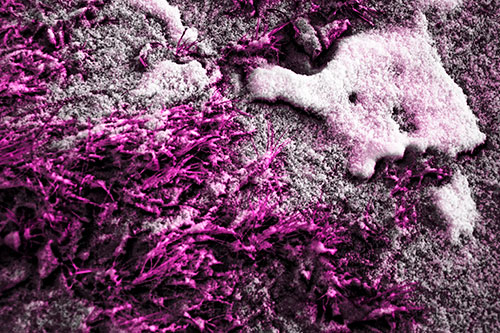 Snowy Grass Forming Demonic Horned Creature (Pink Tone Photo)