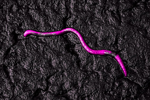 Soaked Earthworm Wiggles Across Wet Pavement (Pink Tone)
