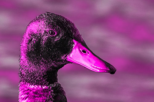 Soaked Male Mallard Duck Watching Among Lake (Pink Tone)