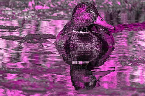 Soaked Mallard Duck Casts Pond Water Reflection (Pink Tone Photo)